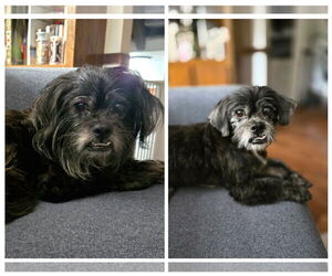 Shih Apso Dogs for adoption in Belleuve, NE, USA