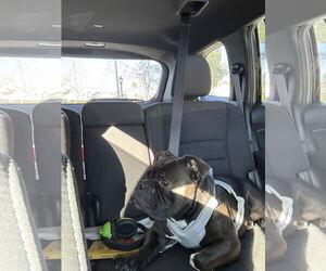 American Bulldog Dogs for adoption in Woodland, CA, USA