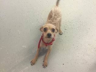Toxirn Dogs for adoption in Phoenix , AZ, USA