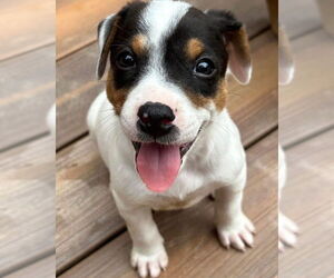 Mutt Dogs for adoption in Hillsboro, MO, USA