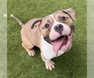 Mutt Dogs for adoption in Martinez, CA, USA