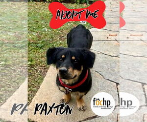 Pembroke Welsh Corgi-Rottweiler Mix Dogs for adoption in Menifee, CA, USA