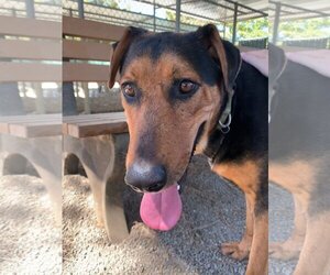 Doberman Pinscher-German Shepherd Dog Mix Dogs for adoption in Woodland, CA, USA