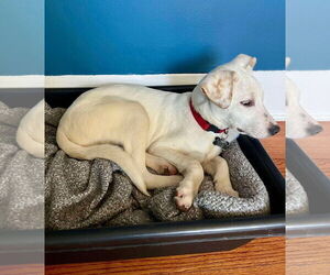 Mutt Dogs for adoption in Shreveport, LA, USA