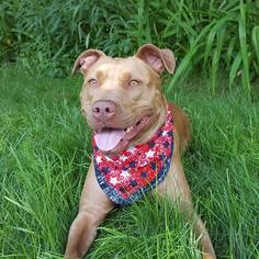 American Pit Bull Terrier Dogs for adoption in Templeton, MA, USA