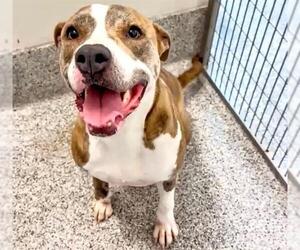 American Pit Bull Terrier-Unknown Mix Dogs for adoption in Houston, TX, USA