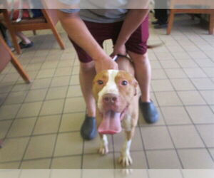 American Staffordshire Terrier-Unknown Mix Dogs for adoption in Ocala, FL, USA