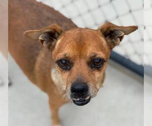 Chihuahua-Unknown Mix Dogs for adoption in Tulsa, OK, USA