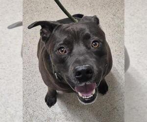 Mutt Dogs for adoption in Bakersfield, CA, USA