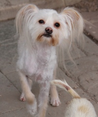 Havamalt Dogs for adoption in phoenix, AZ, USA