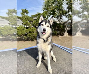 Siberian Husky Dogs for adoption in Seal Beach, CA, USA