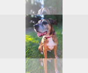 Boxer Dogs for adoption in Austin, TX, USA