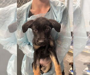 Labrottie Dogs for adoption in Stockton, CA, USA