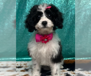 Cavalier King Charles Spaniel Dogs for adoption in Brooklyn Center, MN, USA