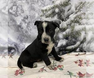 Border Collie-Unknown Mix Dogs for adoption in Modesto, CA, USA