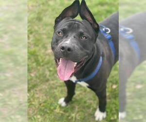 Staffordshire Bull Terrier Dogs for adoption in Sugar Land, TX, USA