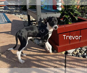 Medium Photo #2 Mutt Puppy For Sale in Tarrytown, GA, USA