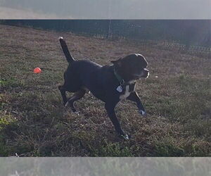 Chihuahua Dogs for adoption in Springfield, MA, USA