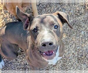 Labrador Retriever-Unknown Mix Dogs for adoption in Anniston, AL, USA