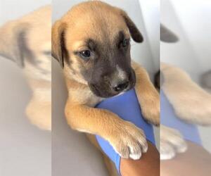 Black Mouth Cur Dogs for adoption in Houston, TX, USA