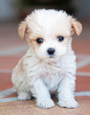 Schweenie Dogs for adoption in San Diego, CA, USA
