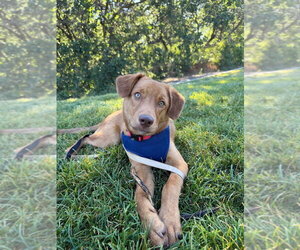 Retriever -Unknown Mix Dogs for adoption in Salt Lake City, UT, USA