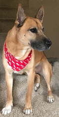 German Shepherd Dog-Unknown Mix Dogs for adoption in Alvin, TX, USA