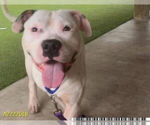 Staffordshire Bull Terrier Dogs for adoption in West Palm Beach, FL, USA