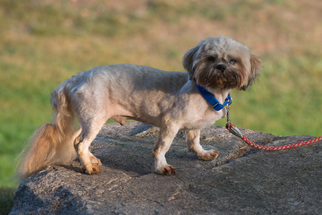 Shih Tzu Dogs for adoption in Howell, MI, USA