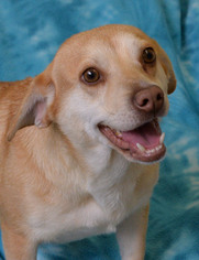 Beagi Dogs for adoption in Eureka, CA, USA