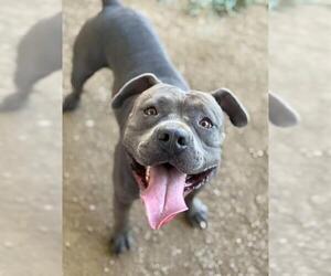 American Pit Bull Terrier Dogs for adoption in Riverside, CA, USA