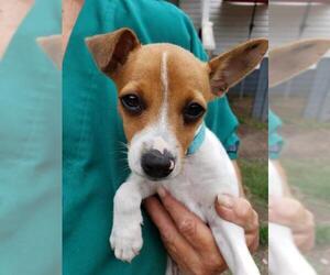 Jack Russell Terrier Dogs for adoption in Pembroke, GA, USA