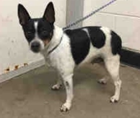 Rat Terrier-Unknown Mix Dogs for adoption in Morgan Hill, CA, USA