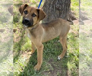Shepradors Dogs for adoption in Phoenix , AZ, USA