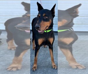 Doberman Pinscher Dogs for adoption in Evansville, IN, USA