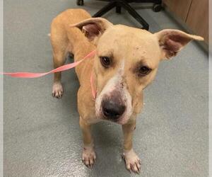 American Pit Bull Terrier Dogs for adoption in Baytown, TX, USA