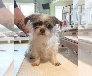 ShiChi Dogs for adoption in Benton, LA, USA