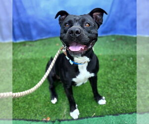 Mutt Dogs for adoption in Long Beach, CA, USA