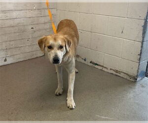 Golden Retriever-Unknown Mix Dogs for adoption in San Bernardino, CA, USA