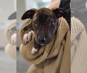 Plott Hound-Unknown Mix Dogs for adoption in Rockwall, TX, USA