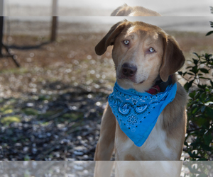 Sheprador Dogs for adoption in Wetumpka, AL, USA