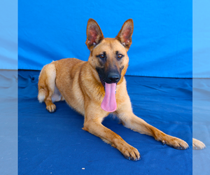 German Shepherd Dog-Unknown Mix Dogs for adoption in Pasadena, CA, USA