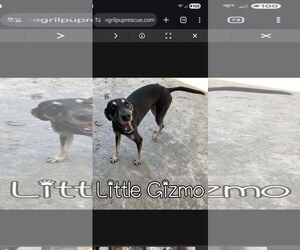 Mutt Dogs for adoption in NYC, NY, USA