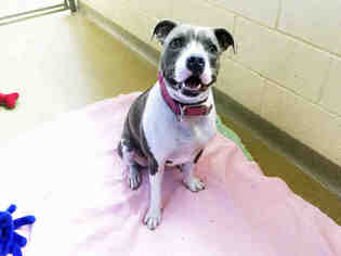 American Staffordshire Terrier Dogs for adoption in Hampton Bays, NY, USA