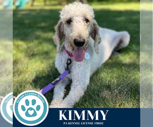 Poodle (Standard) Dogs for adoption in Kimberton, PA, USA