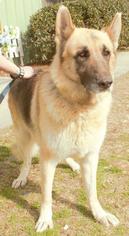 German Shepherd Dog Dogs for adoption in Columbus, GA, USA