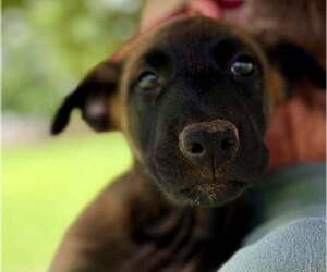 Mutt Dogs for adoption in Stevens Point, WI, USA