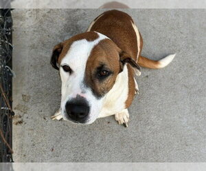Beagle-Unknown Mix Dogs for adoption in Tulsa, OK, USA
