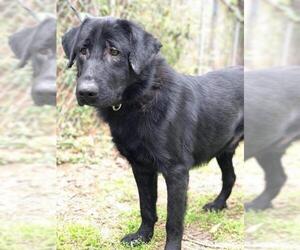 Labrador Retriever Dogs for adoption in Valrico, FL, USA