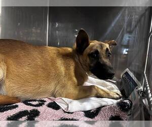 Mutt Dogs for adoption in Downey, CA, USA